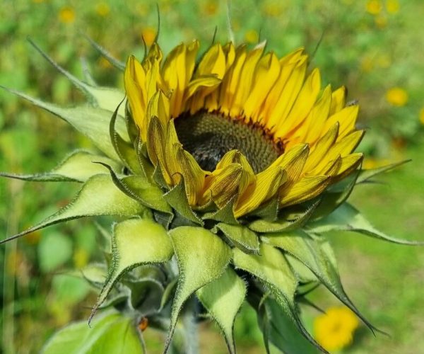 Sonnenblume_1 Sonnenblume_1