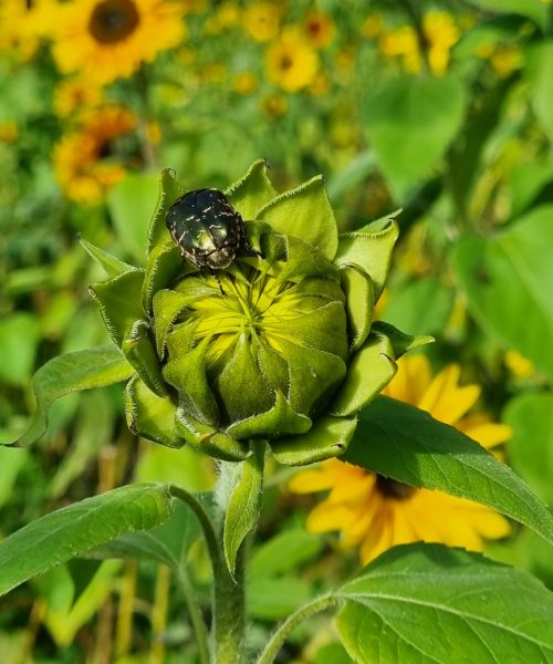 sonnenblumemitkäfer_2