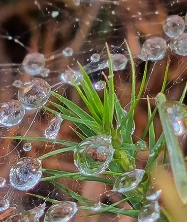 spinnennetz spinnennetz