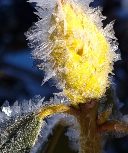 winterknospe